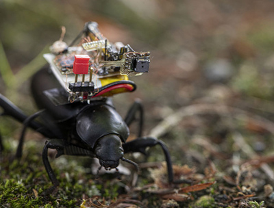 Встречайте жуков-шпионов: учёные разработали систему видеонаблюдения для размещения на насекомых